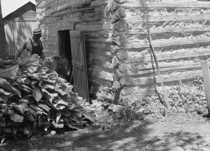Framed Print : Putting in the tobacco after the morning work, Shoofly, North Carolina, 1939. Creator: Dorothea Lange Framed Print : Putting in the tobacco after the morning work, Shoofly, North Carolina, 1939. Creator: Dorothea Lange