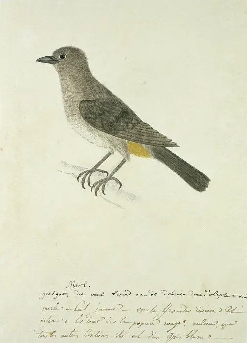 Framed Print : Pycnonotus capensis (Cape bulbul), 1777-1786. Creator: Robert Jacob Gordon Framed Print : Pycnonotus capensis (Cape bulbul), 1777-1786. Creator: Robert Jacob Gordon