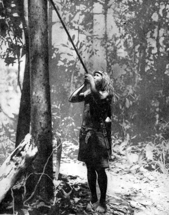 Framed Print : Pygmy tree dweller using a blow-gun, Malaya, 1936. Artist: Malayan Information Agency Framed Print : Pygmy tree dweller using a blow-gun, Malaya, 1936. Artist: Malayan Information Agency