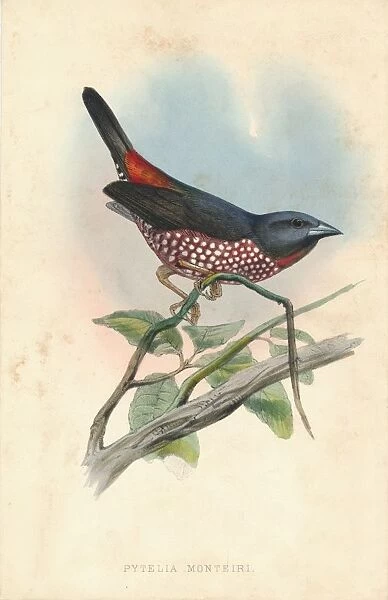 Pytelia monteiri, mid 19th century. Creator: J. Jennens