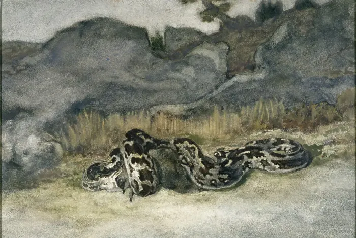 Framed Print : Python Swallowing a Roe-Deer, c1840s. Creator: Antoine-Louis Barye Framed Print : Python Swallowing a Roe-Deer, c1840s. Creator: Antoine-Louis Barye