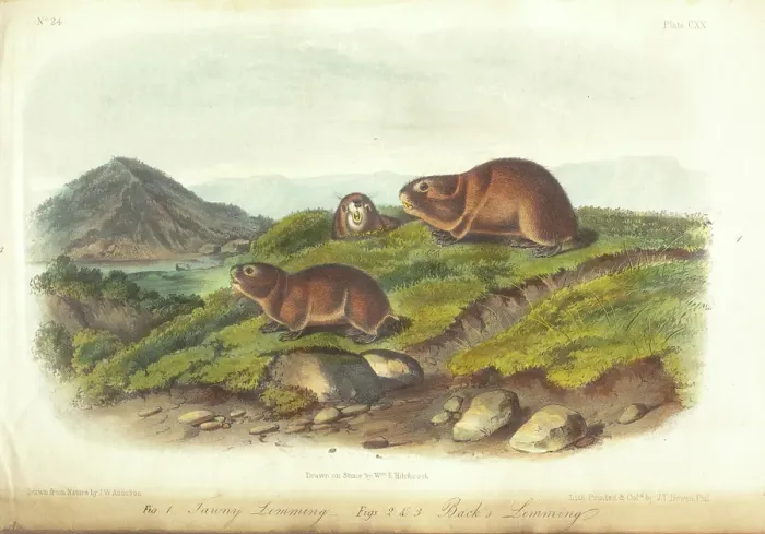 Framed Print : Quadrupeds of America, three of three volumes with 155 hand-colored plates, 1849-1854. Creator: John James Audubon Framed Print : Quadrupeds of America, three of three volumes with 155 hand-colored plates, 1849-1854. Creator: John James Audubon
