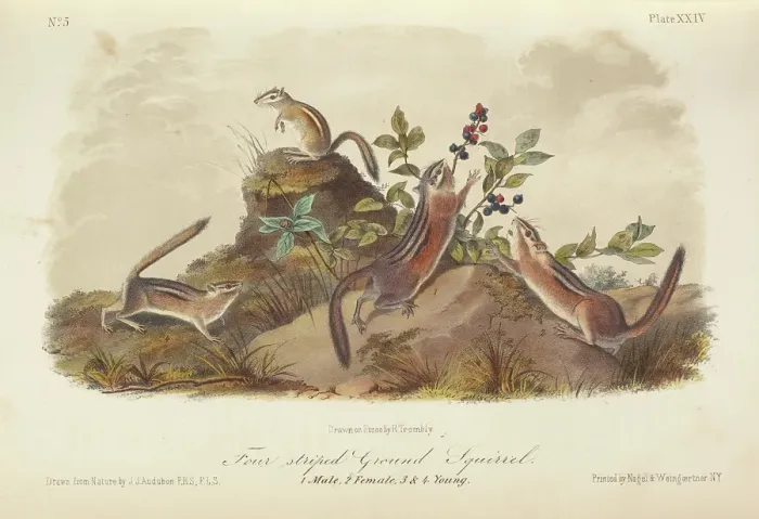 Framed Print : The Quadrupeds of North America (volume 1), 1849-1854. Creator: John James Audubon Framed Print : The Quadrupeds of North America (volume 1), 1849-1854. Creator: John James Audubon