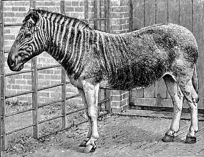 Framed Print : Quagga mare in London Zoo, c1870 Framed Print : Quagga mare in London Zoo, c1870