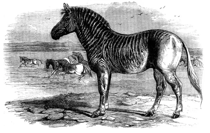 Framed Print : The Quagga in the Zoological Society's Gardens, Regent's Park, 1858. Creator: Pearson Framed Print : The Quagga in the Zoological Society's Gardens, Regent's Park, 1858. Creator: Pearson