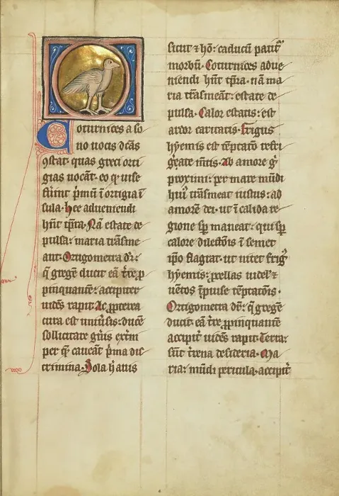 Framed Print : A Quail; De Natura Avium; De Pastoribus et Ovibus; Bestiarium, 1277 or after. Creator: Unknown Framed Print : A Quail; De Natura Avium; De Pastoribus et Ovibus; Bestiarium, 1277 or after. Creator: Unknown