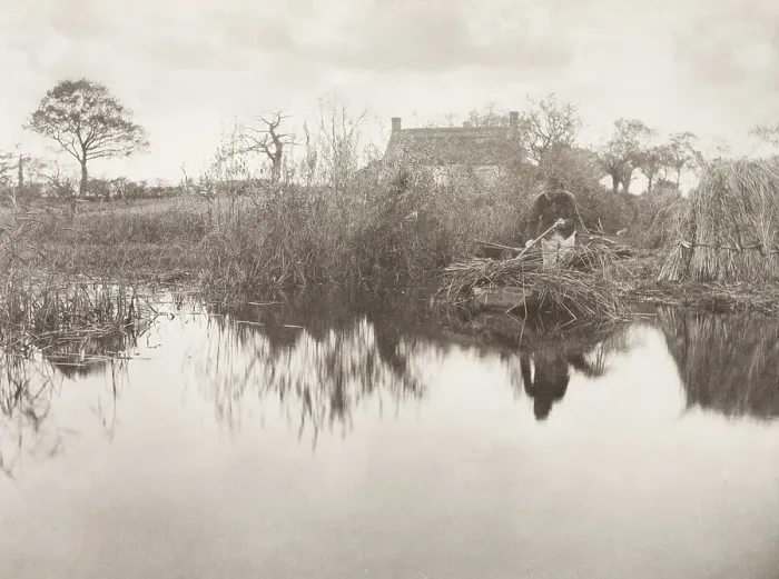 Framed Print : Quanting the Gladdon, 1886. Creator: Peter Henry Emerson Framed Print : Quanting the Gladdon, 1886. Creator: Peter Henry Emerson