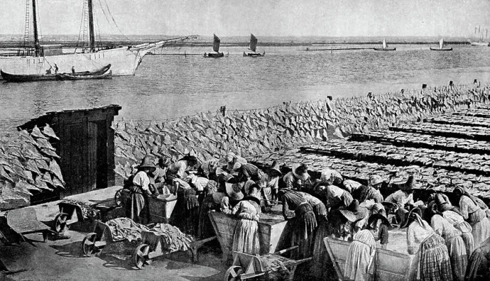 Framed Print : Quantities of codfish drying in the sun at Aveiro by the mouth of the Vouga, Portugal, c1930s. Artist: AW Cutler Framed Print : Quantities of codfish drying in the sun at Aveiro by the mouth of the Vouga, Portugal, c1930s. Artist: AW Cutler