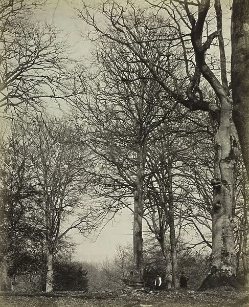Queen Adelaides Beech, before 1864. Creator: James Sinclair, 14th Earl of Caithness (British