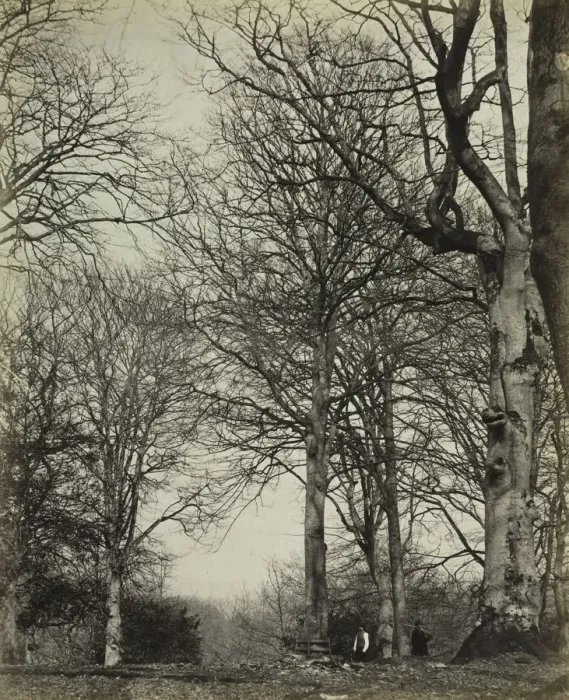 Framed Print : Queen Adelaides Beech, before 1864. Creator: James Sinclair, 14th Earl of Caithness (British Framed Print : Queen Adelaides Beech, before 1864. Creator: James Sinclair, 14th Earl of Caithness (British