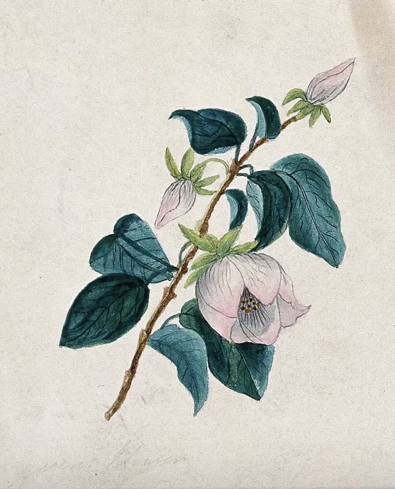 Framed Print : Queens flower: flowering stem. Creator: Unknown