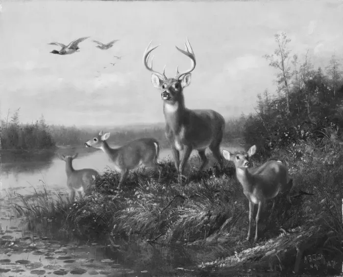 Framed Print : On the Qui Vive, Buck and Three Does, 1871. Creator: Arthur Fitzwilliam Tait Framed Print : On the Qui Vive, Buck and Three Does, 1871. Creator: Arthur Fitzwilliam Tait