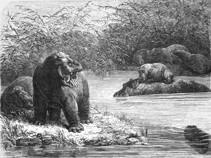 Framed Print : A quiet nook on the Chambeze river; The regions of the Cazembe, 1875. Creator: Unknown Framed Print : A quiet nook on the Chambeze river; The regions of the Cazembe, 1875. Creator: Unknown
