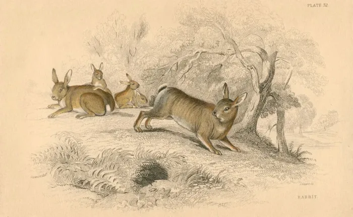 Framed Print : Rabbit (Oryctolagus cuniculus), 1828