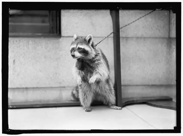 Framed Print : Raccoon, between 1913 and 1917. Creator: Harris & Ewing. Raccoon, between 1913 and 1917. Creator: Harris & Ewing Framed Print : Raccoon, between 1913 and 1917. Creator: Harris & Ewing. Raccoon, between 1913 and 1917. Creator: Harris & Ewing