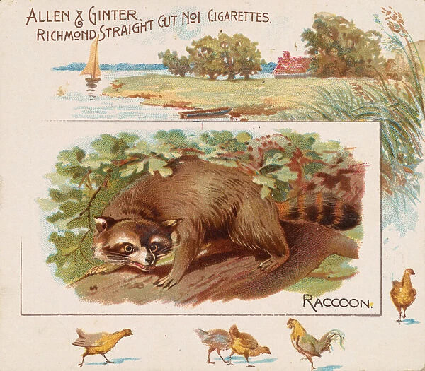 Raccoon, from Quadrupeds series (N41) for Allen & Ginter Cigarettes, 1890