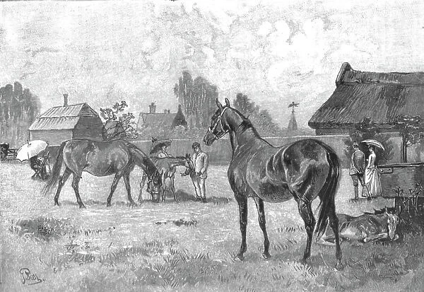 The Racing Season- Notes at Newmarket; Young Thoroughbreds at home, 1890. Creator: Unknown