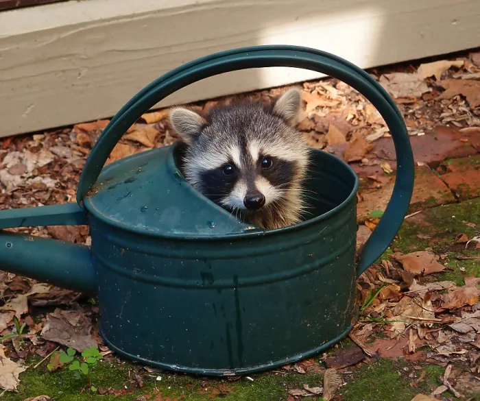 Framed Print : Racoon Baby. Creator: Tom Artin Framed Print : Racoon Baby. Creator: Tom Artin