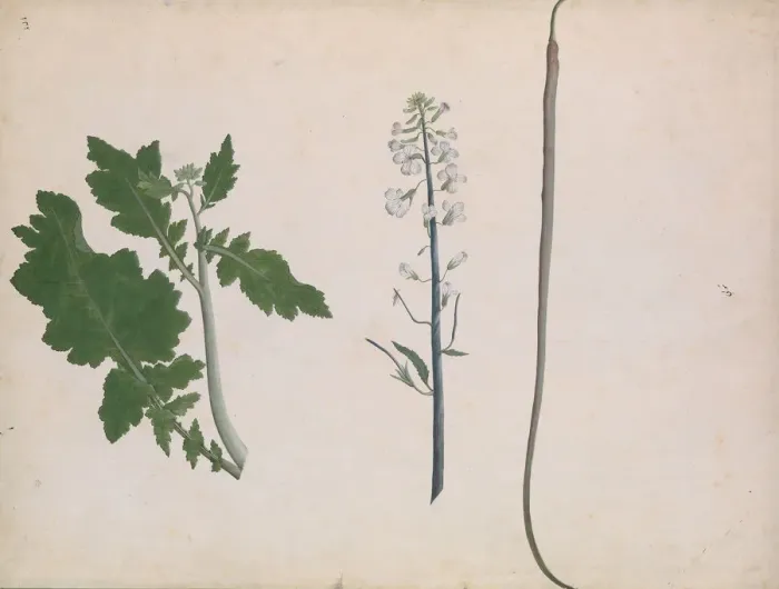 Framed Print : A Radish Plant, Seed, and Flower, late 18th century. Creator: Unknown Framed Print : A Radish Plant, Seed, and Flower, late 18th century. Creator: Unknown