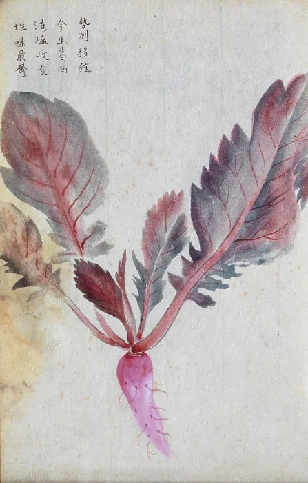 Framed Print : A radish (Raphanus species): root and leaves. Creator: Unknown Framed Print : A radish (Raphanus species): root and leaves. Creator: Unknown