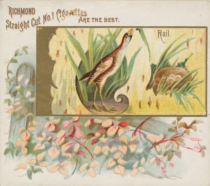 Framed Print : Rail, from the Game Birds series (N40) for Allen & Ginter Cigarettes, 1888-90 Framed Print : Rail, from the Game Birds series (N40) for Allen & Ginter Cigarettes, 1888-90