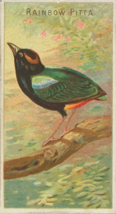 Framed Print : Rainbow Pitta, from the Birds of the Tropics series (N5) for Allen & Framed Print : Rainbow Pitta, from the Birds of the Tropics series (N5) for Allen &