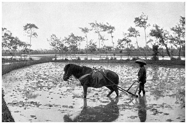 Raking a rice field, Japan, 1904