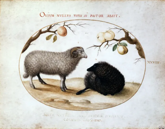 Framed Print : Ram, Black Sheep and Two Apple Branches, 16th century. Artist: Joris Hoefnagel Framed Print : Ram, Black Sheep and Two Apple Branches, 16th century. Artist: Joris Hoefnagel