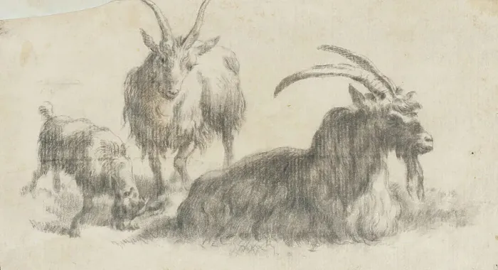 Framed Print : Ram, Ewe and Kid, 17th century. Creator: Marcus de Bye Framed Print : Ram, Ewe and Kid, 17th century. Creator: Marcus de Bye
