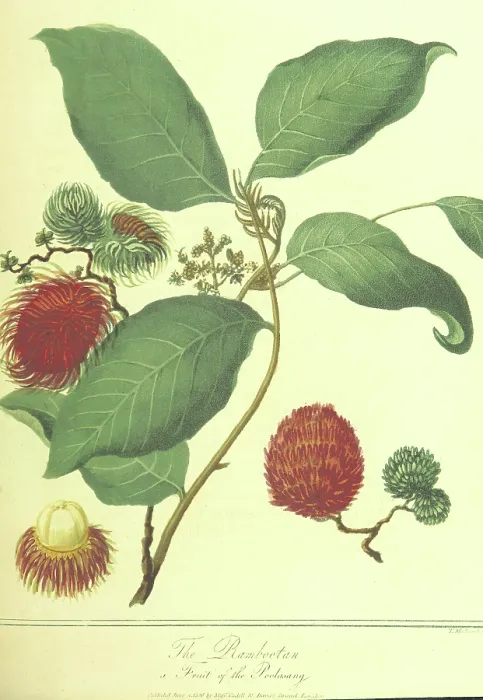 Framed Print : The Rambootan, a Fruit of the Poolasang, 1806. Creator: Thomas Medland Framed Print : The Rambootan, a Fruit of the Poolasang, 1806. Creator: Thomas Medland