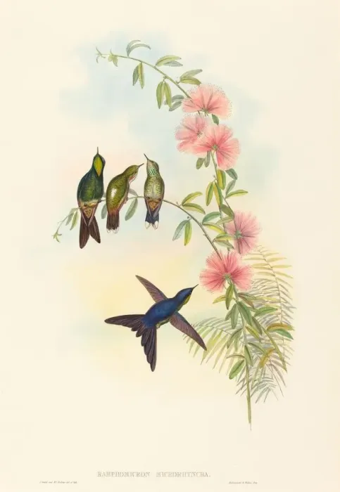 Framed Print : Ramphomicron microrhyncha (Small-billed Thornbill). Creators: John Gould Framed Print : Ramphomicron microrhyncha (Small-billed Thornbill). Creators: John Gould
