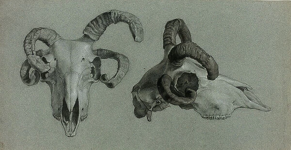Rams Skulls, n.d. Creator: George Hayter
