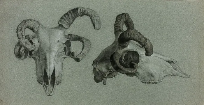 Framed Print : Rams Skulls, n.d. Creator: George Hayter Framed Print : Rams Skulls, n.d. Creator: George Hayter