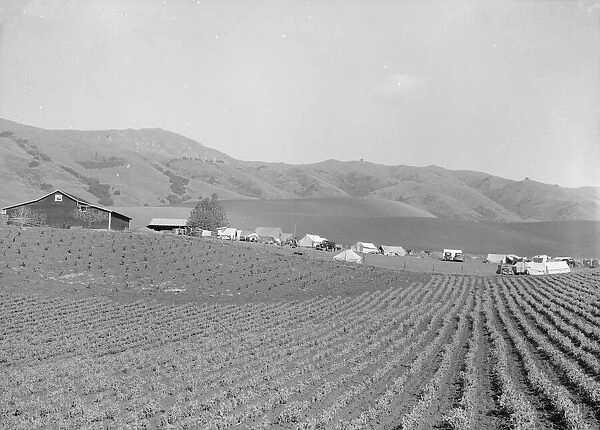 Ranch camp for pea pickers, near Milpitas, Santa Clara County, California, 1939. Creator: Dorothea Lange