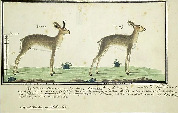 Raphicerus campestris (Steenbok), 1777-1786. Creator: Robert Jacob Gordon