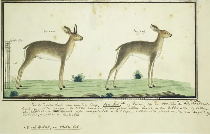 Framed Print : Raphicerus campestris (Steenbok), 1777-1786. Creator: Robert Jacob Gordon Framed Print : Raphicerus campestris (Steenbok), 1777-1786. Creator: Robert Jacob Gordon
