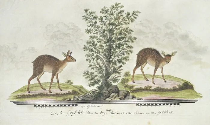 Framed Print : Raphicerus melanotis (Cape grysbok), 1777-1786. Creator: Robert Jacob Gordon Framed Print : Raphicerus melanotis (Cape grysbok), 1777-1786. Creator: Robert Jacob Gordon