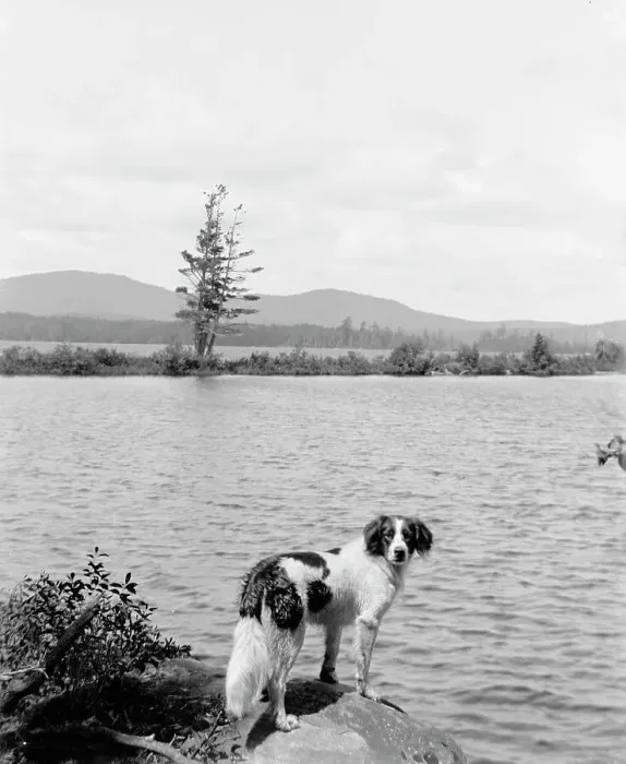 Framed Print : Raquette Lake (dog in picture), N.Y. between 1900 and 1910. Creator: Unknown Framed Print : Raquette Lake (dog in picture), N.Y. between 1900 and 1910. Creator: Unknown