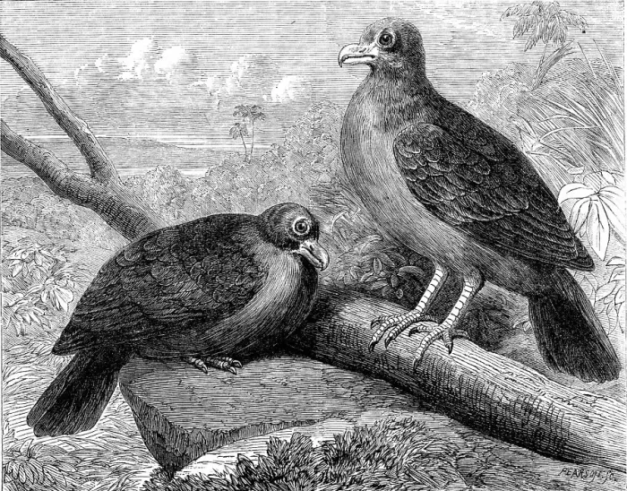 Framed Print : Rare birds From Navigators Islands: the Didunculus strigirostris, 1864. Creator: Pearson Framed Print : Rare birds From Navigators Islands: the Didunculus strigirostris, 1864. Creator: Pearson
