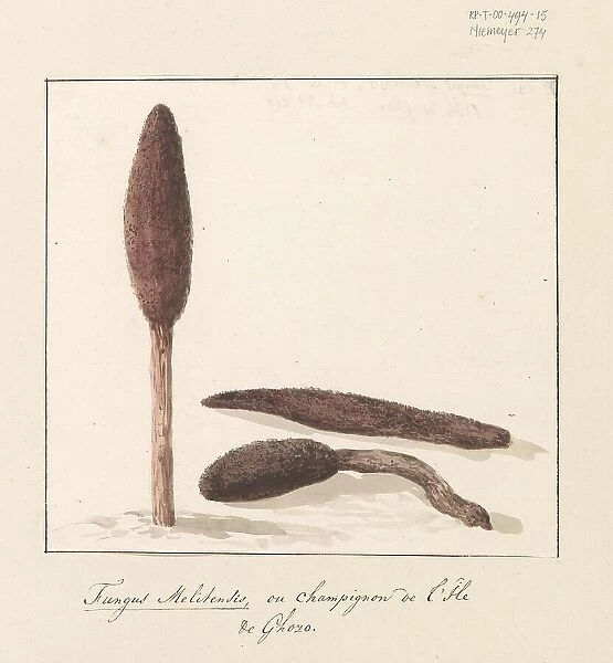 Rare plant of the island of Gozo, 1778. Creator: Louis Ducros
