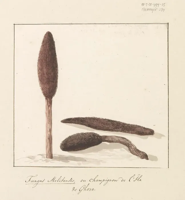 Framed Print : Rare plant of the island of Gozo, 1778. Creator: Louis Ducros Framed Print : Rare plant of the island of Gozo, 1778. Creator: Louis Ducros