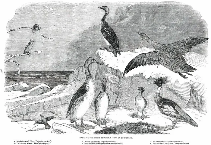 Framed Print : Rare Winter Birds recently shot in Yorkshire, 1850. Creator: Pearson Framed Print : Rare Winter Birds recently shot in Yorkshire, 1850. Creator: Pearson