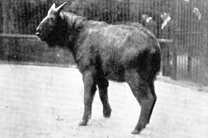 Framed Print : The rarest ruminant: the Takin, now at the Zoo, 1909. Creator: Walter Sidney Berridge Framed Print : The rarest ruminant: the Takin, now at the Zoo, 1909. Creator: Walter Sidney Berridge