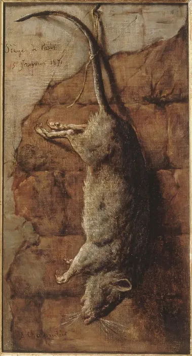 Framed Print : Rat ayant servi à l'alimentation pendant le siège de Paris, 15–01–1871. Creator: Auguste Charpentier Framed Print : Rat ayant servi à l'alimentation pendant le siège de Paris, 15–01–1871. Creator: Auguste Charpentier
