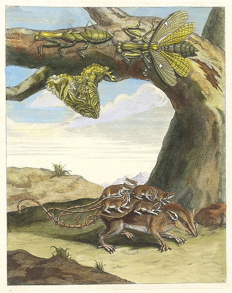Rat de forest. From the Book Metamorphosis insectorum Surinamensium, 1705