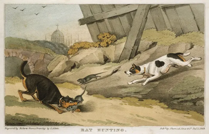 Framed Print : Rat Hunting, 1823 Framed Print : Rat Hunting, 1823