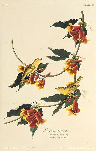 The Rathbone Warbler. From The Birds of America, 1827-1838. Creator: Audubon