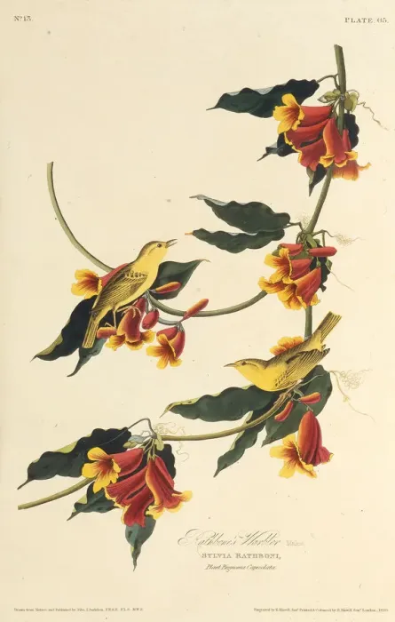 Framed Print : The Rathbone Warbler. From The Birds of America, 1827-1838. Creator: Audubon Framed Print : The Rathbone Warbler. From The Birds of America, 1827-1838. Creator: Audubon