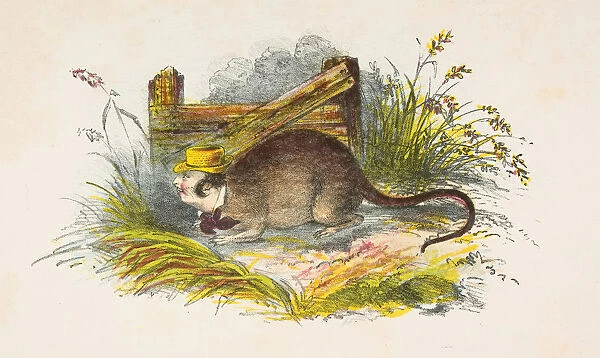 One of the Rats, from The Comic Natural History of the Human Race, 1851