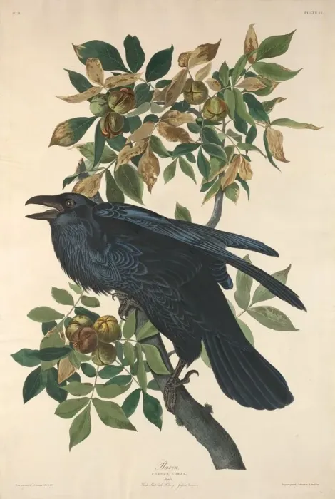 Framed Print : Raven, 1831. Creator: Robert Havell Framed Print : Raven, 1831. Creator: Robert Havell